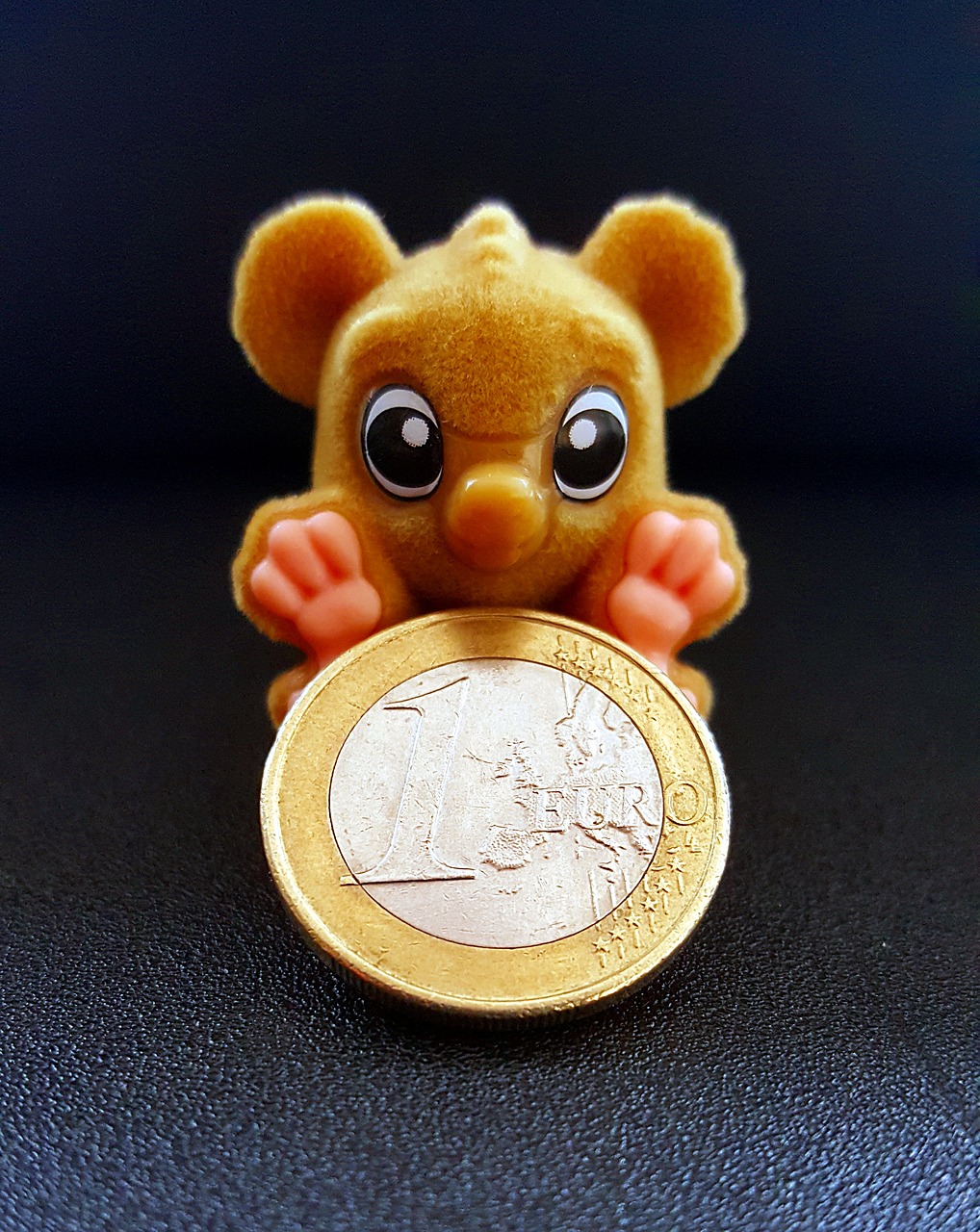 monkey euro coin free photo