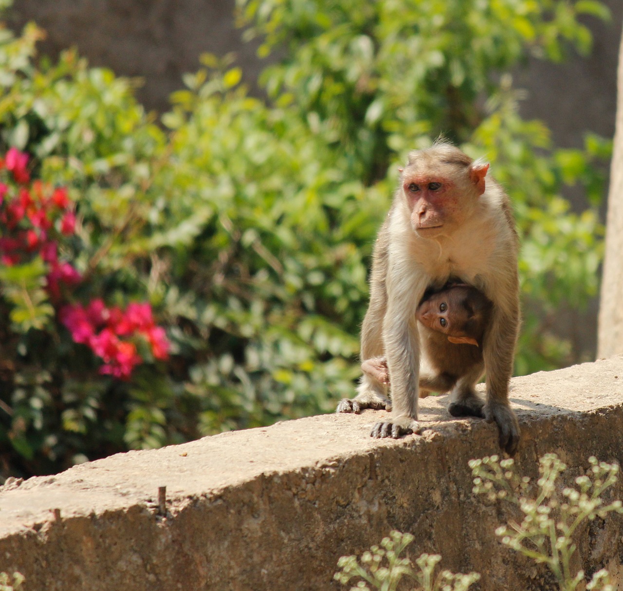 monkey kid mothers love free photo