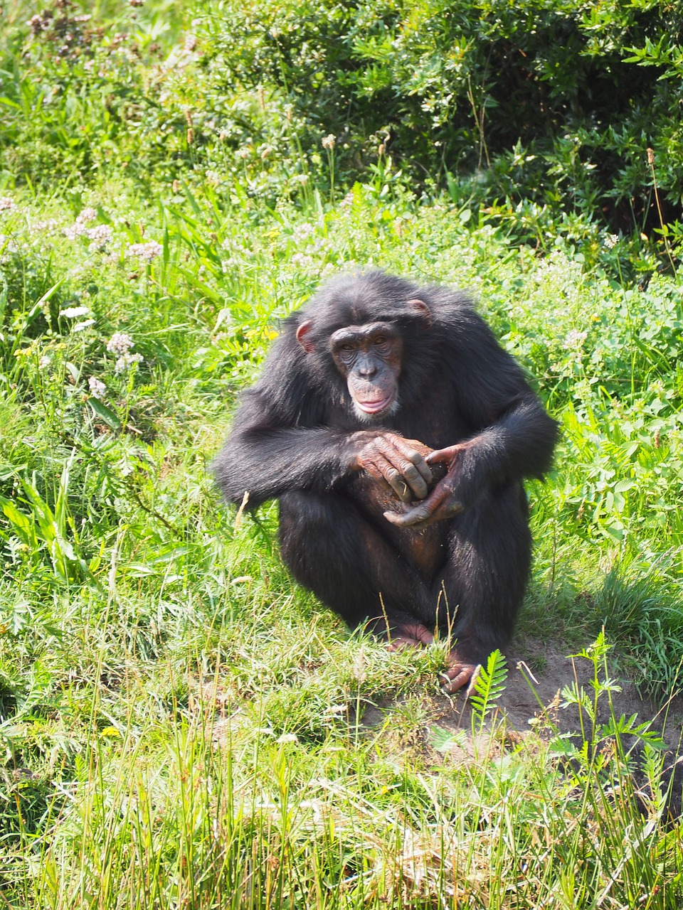 monkey chimpanzee ape free photo