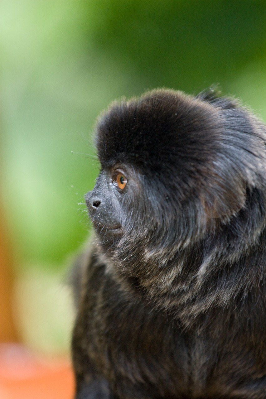 monkey zoo observing free photo