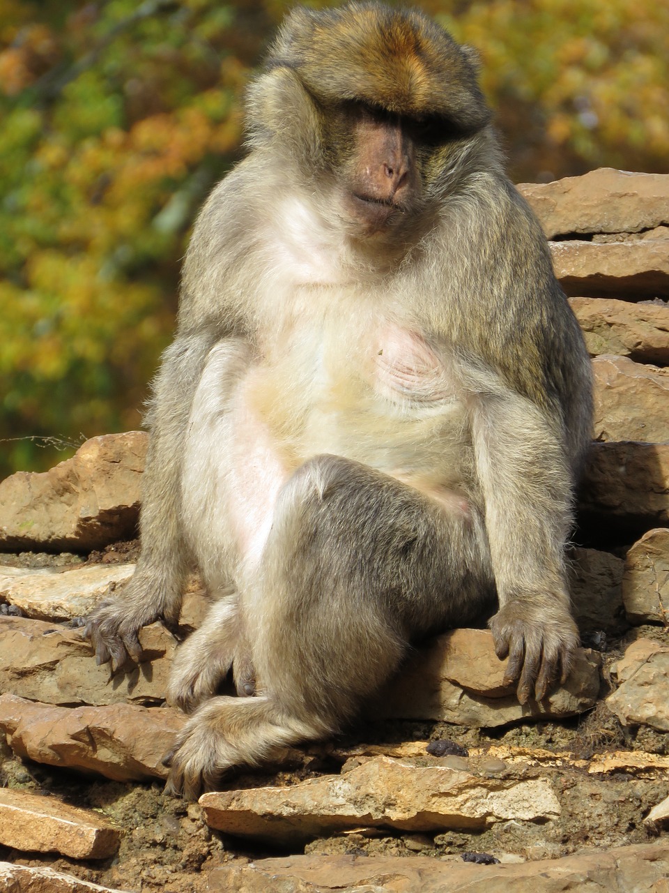macaque monkey zoo free photo