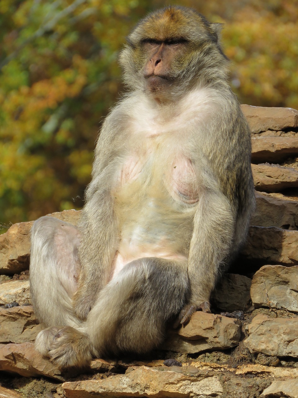 macaque monkey zoo free photo