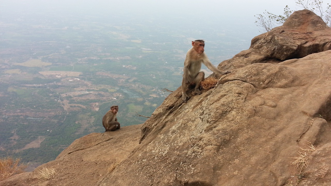 monkeys india rhesus macaque free photo