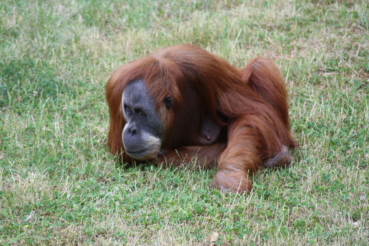 monkey zoo animal free photo