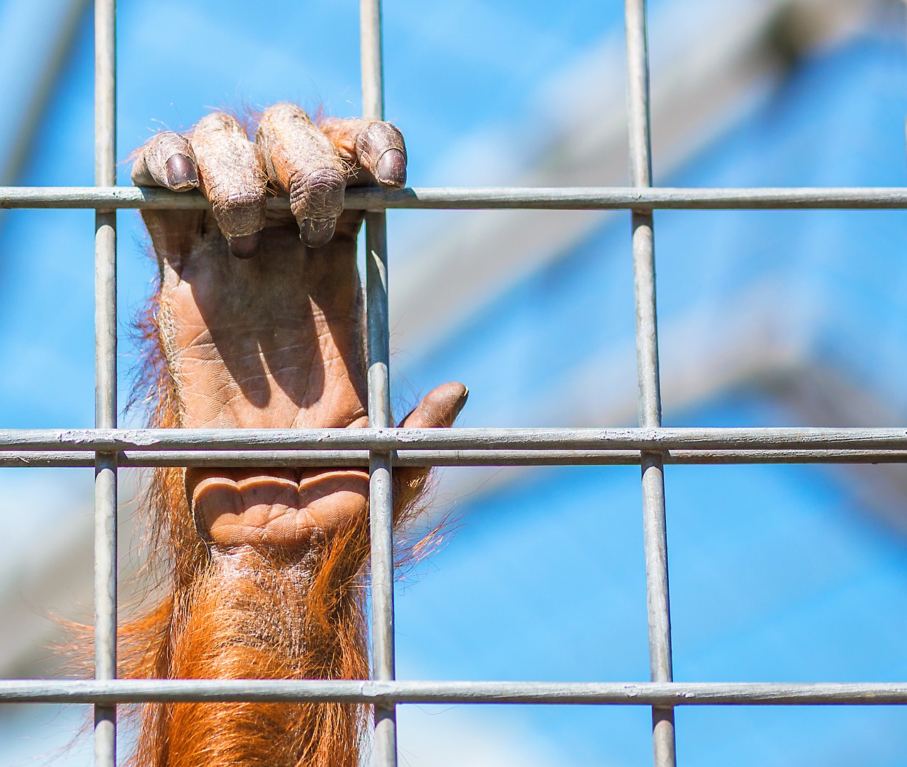 monkey orang utan monkey hand free photo