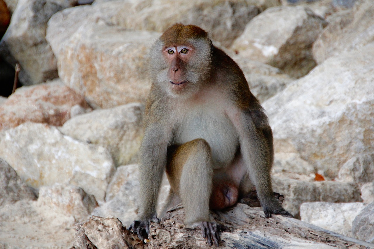 monkey makake thailand free photo