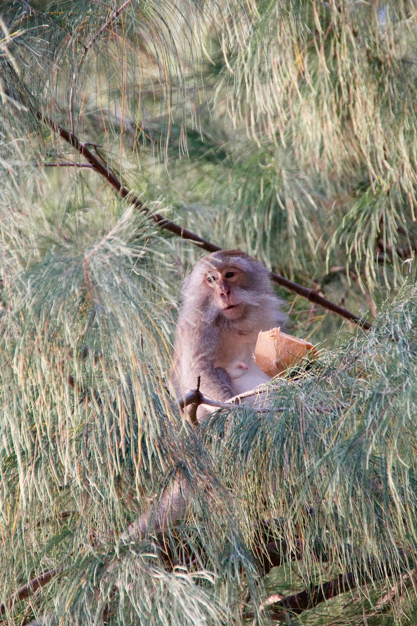 monkey makake thailand free photo