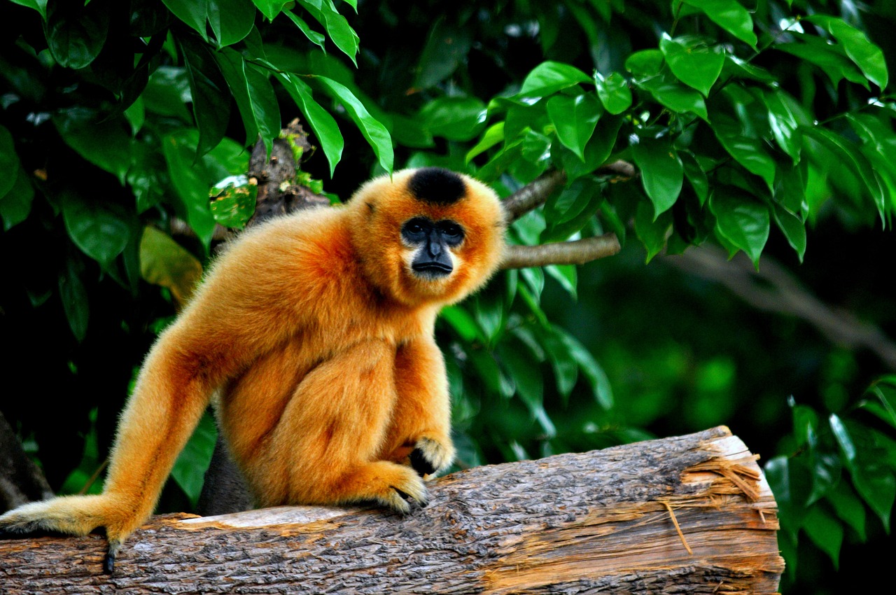 monkey primate asia free photo