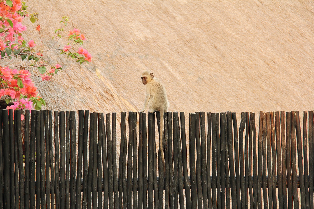 monkey cute scenic free photo