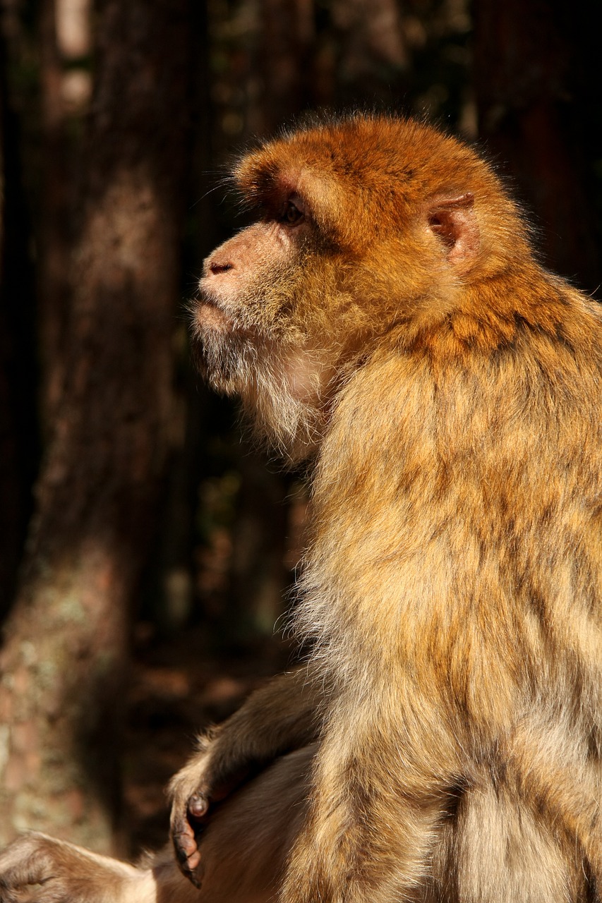 monkey forest zoo free photo