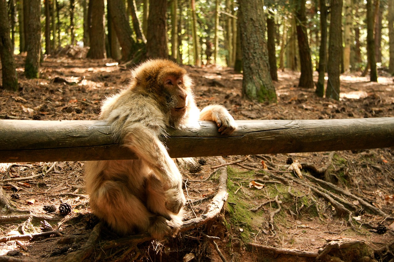 monkey forest zoo free photo