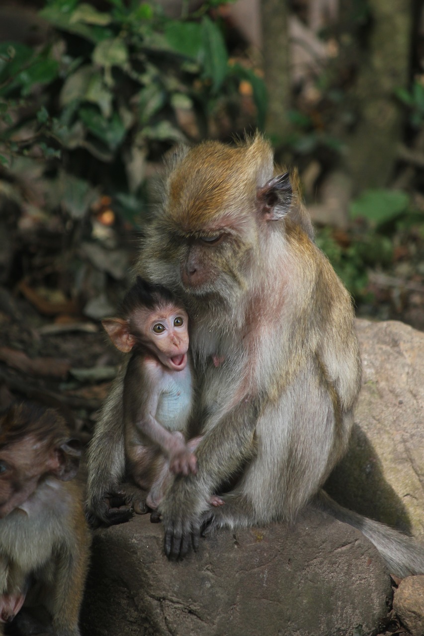 monkey baby monkey shocked free photo