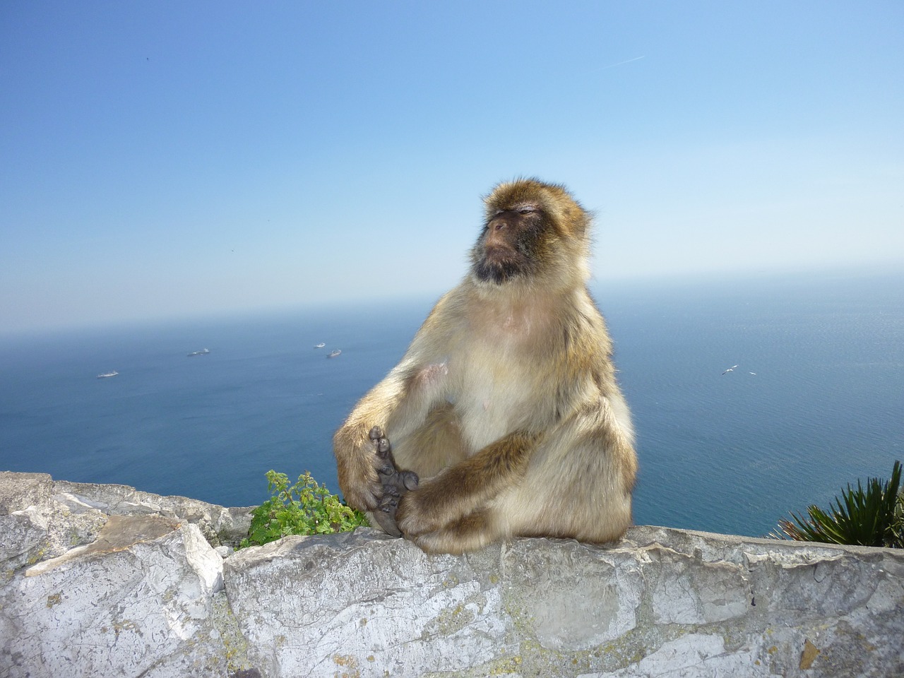 monkey gibraltar monkey mountain free photo