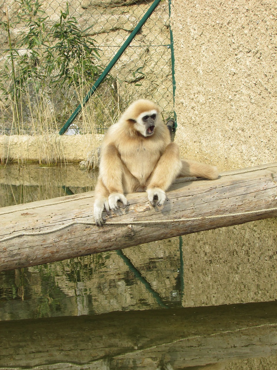 monkey zoo animal free photo