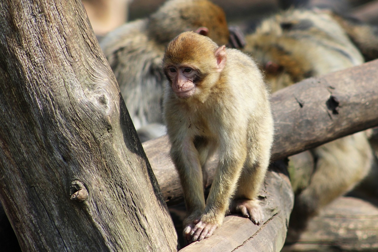 monkey macaque zoo chomutov free photo