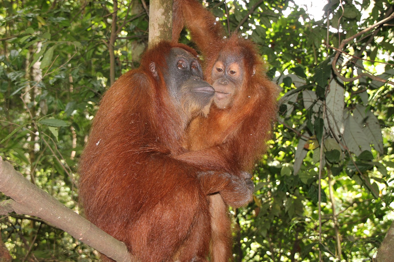 monkey asia jungle free photo