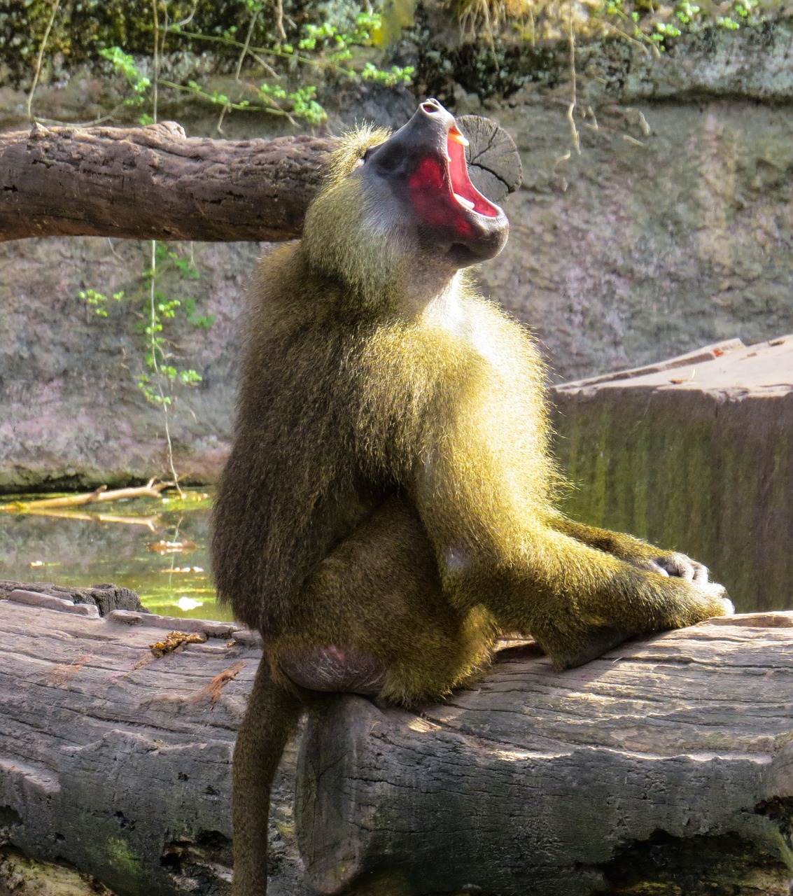 monkey baboon roar free photo
