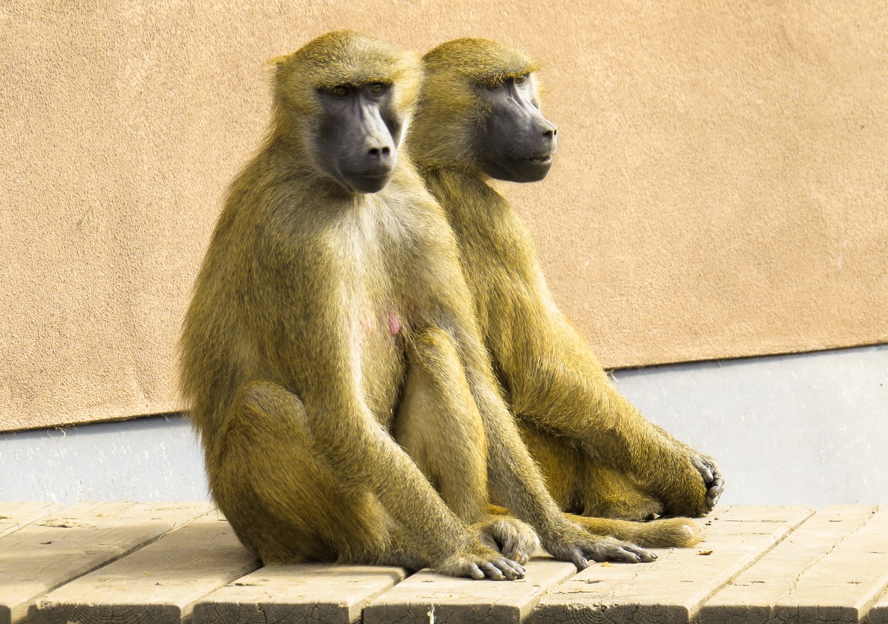 monkey baboon pair free photo