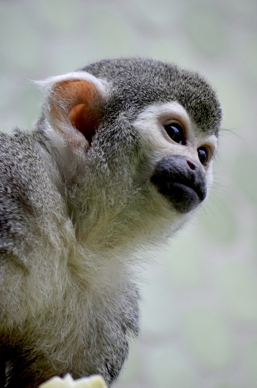 monkey äffchen capuchin free photo