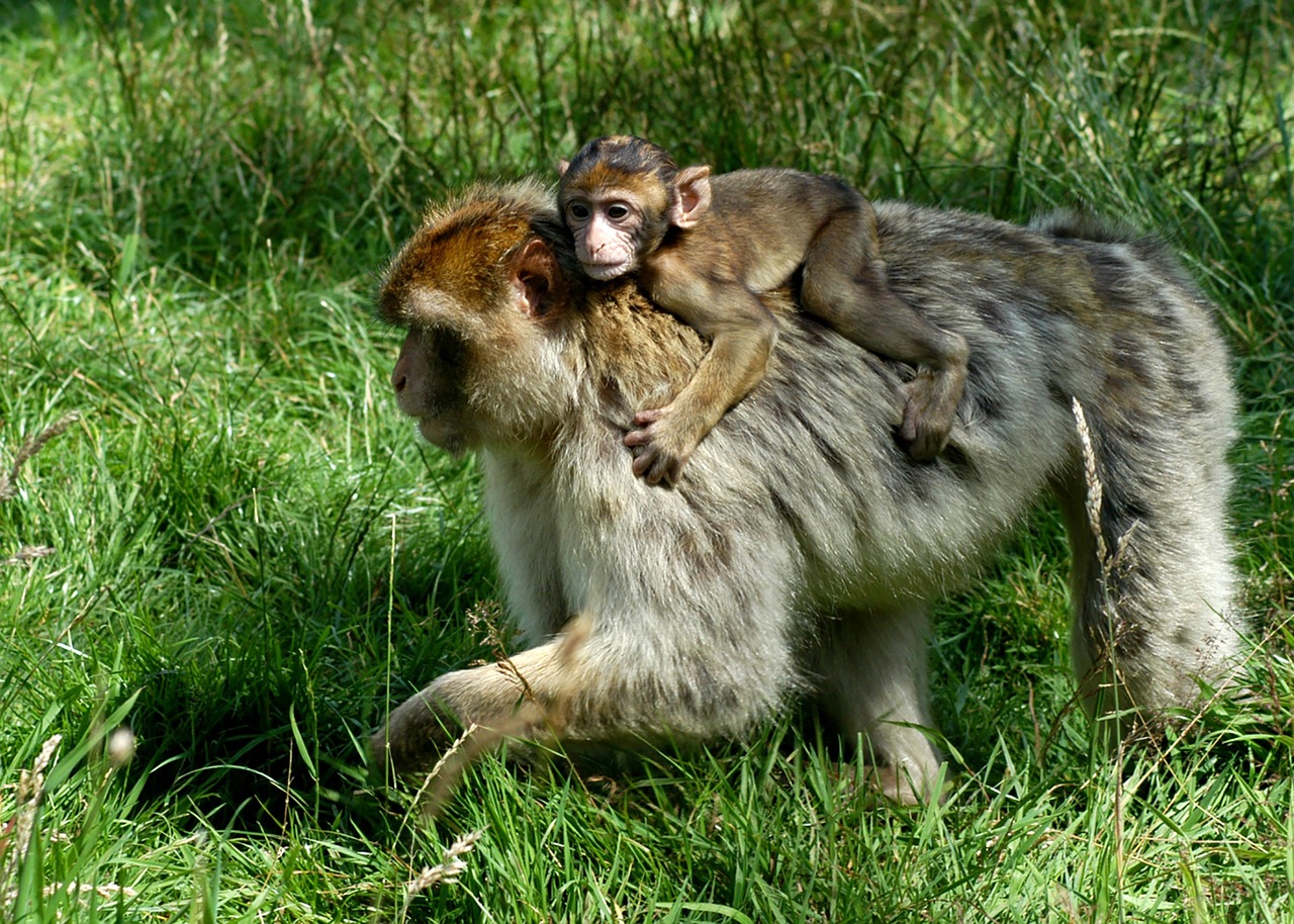 monkey back ride free photo