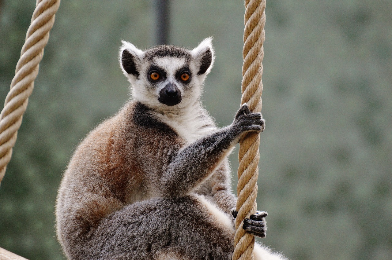 ape lemur animal world free photo