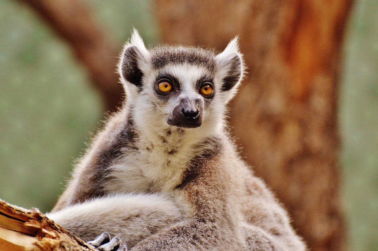 monkey lemur animal world free photo