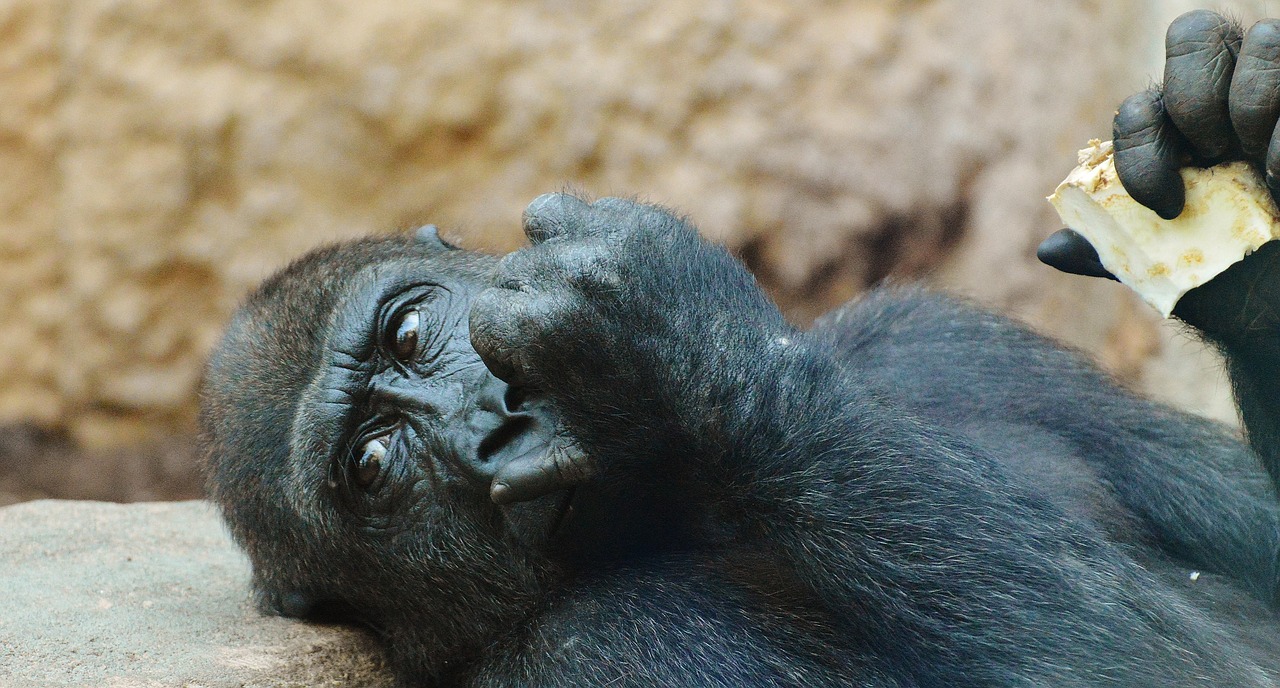 monkey gorilla eat free photo