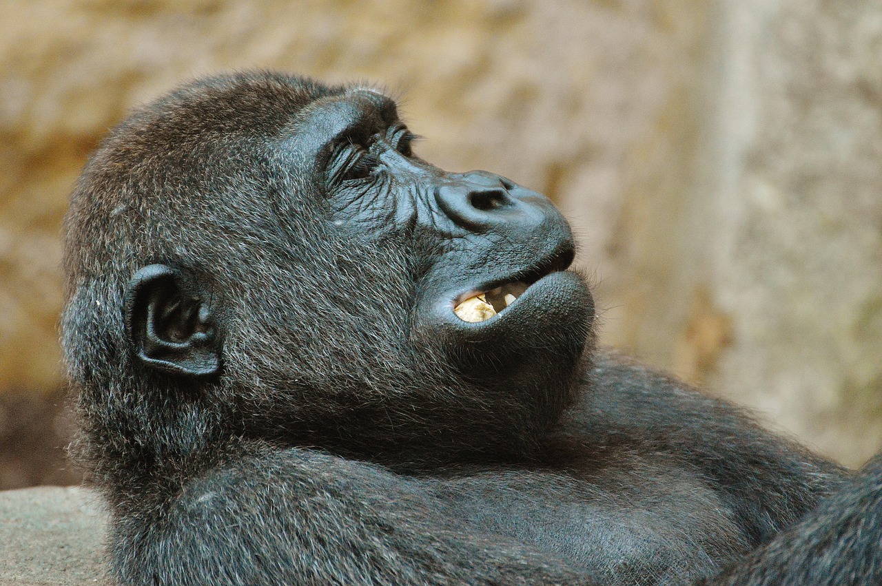 monkey gorilla eat free photo