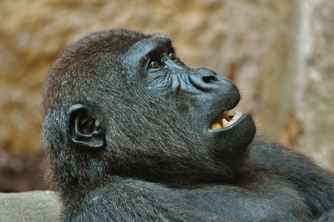 monkey gorilla zoo free photo