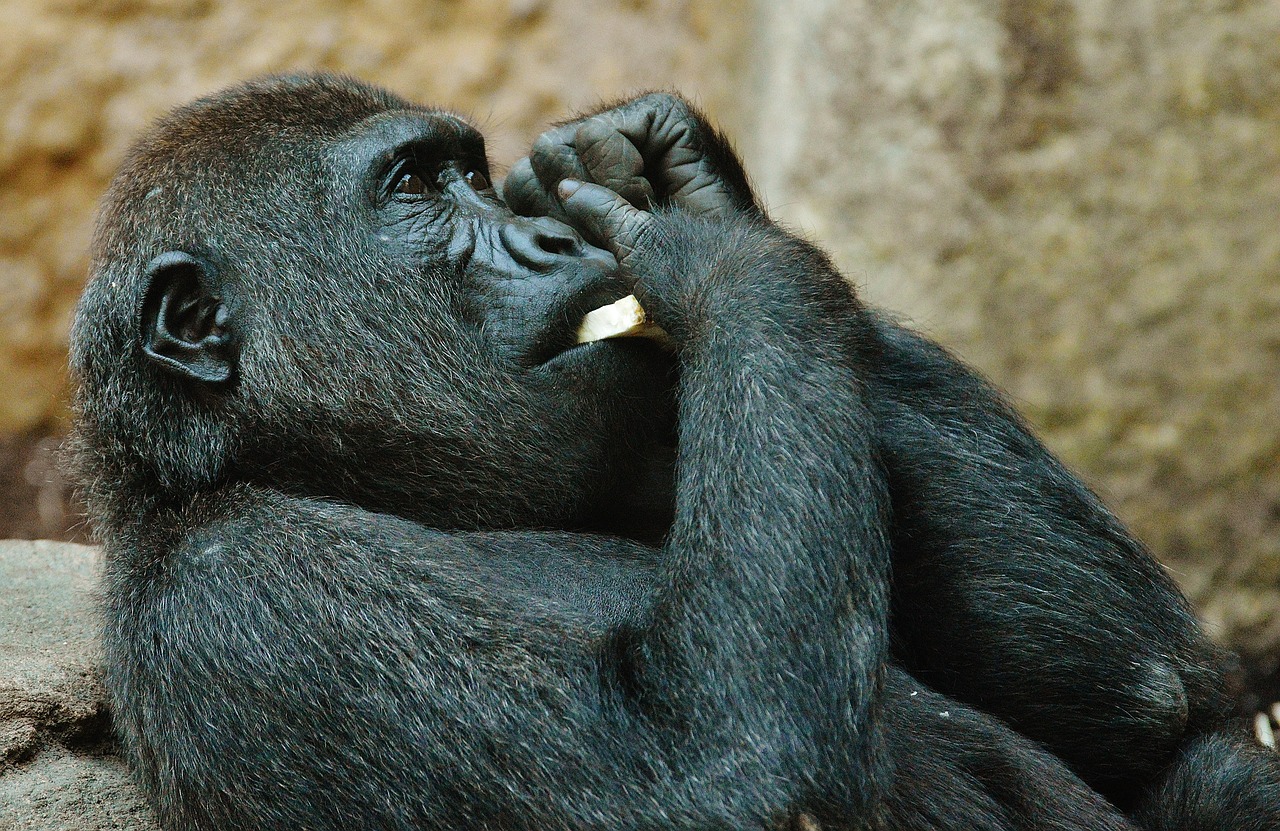 monkey gorilla zoo free photo