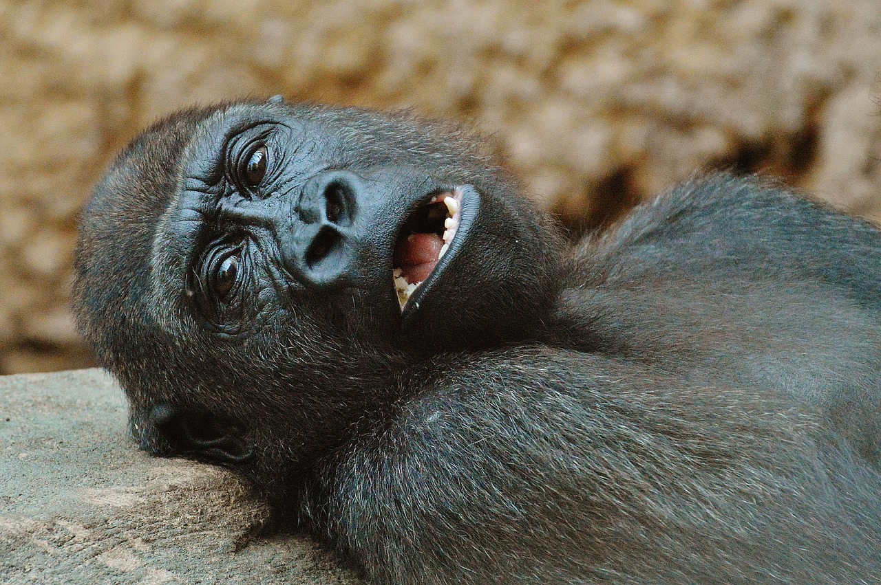 monkey gorilla zoo free photo