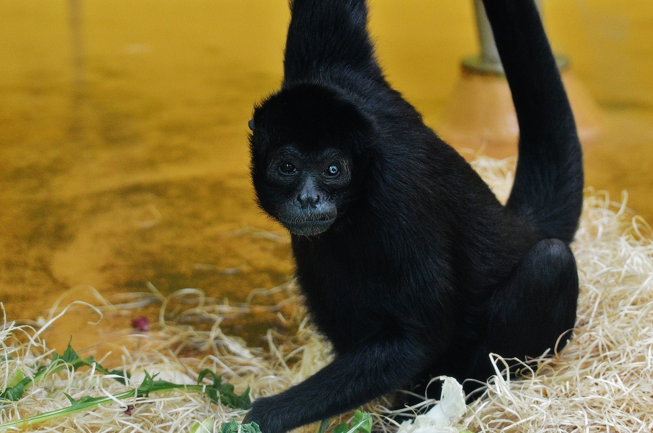 monkey animal zoo free photo