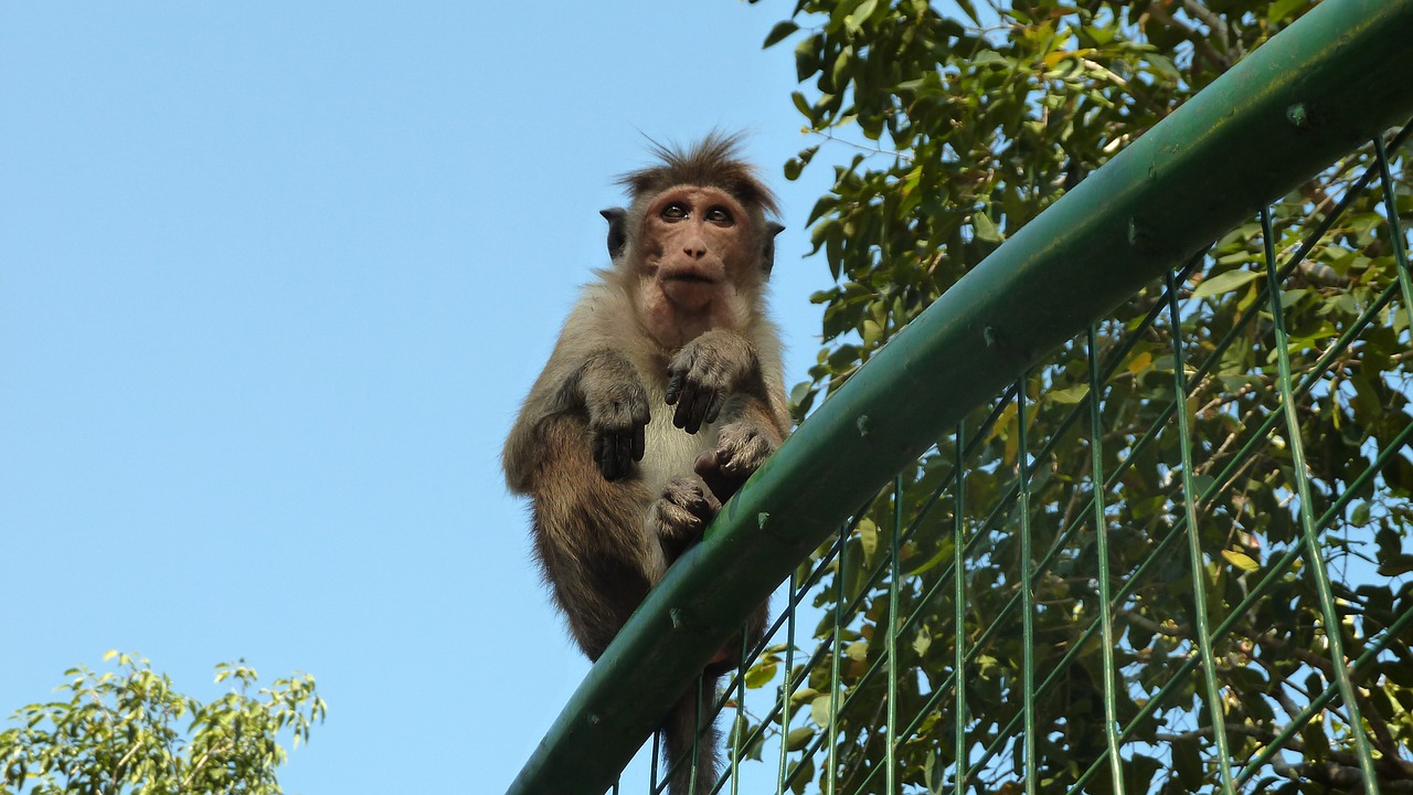 monkey makake sri lanka free photo