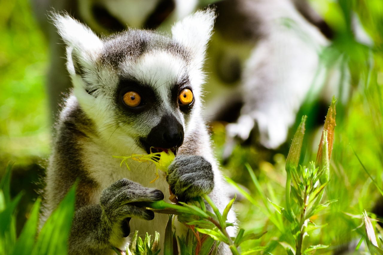 monkey ring tailed lemur eats free photo