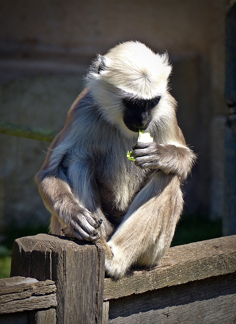 monkey langur animal free photo