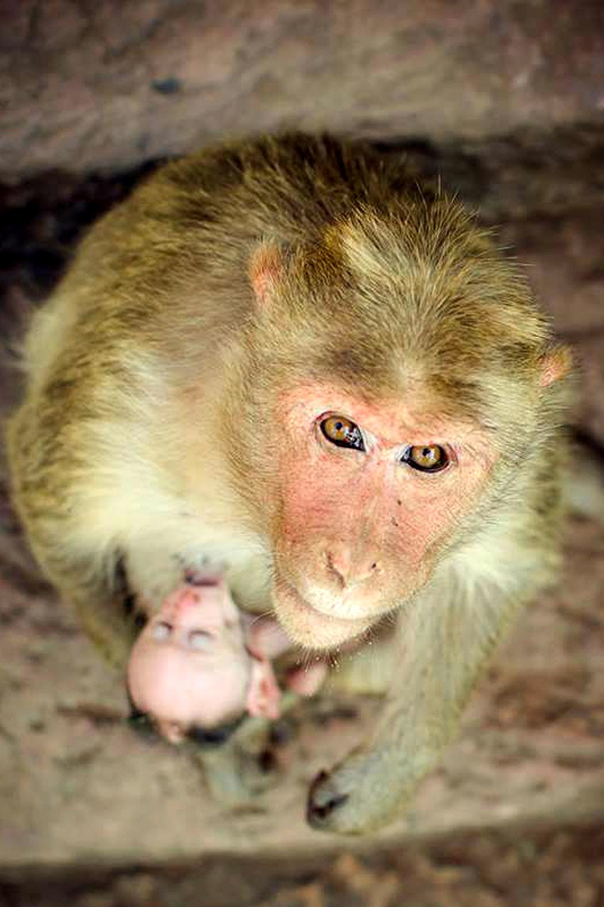 monkey mother animal free photo