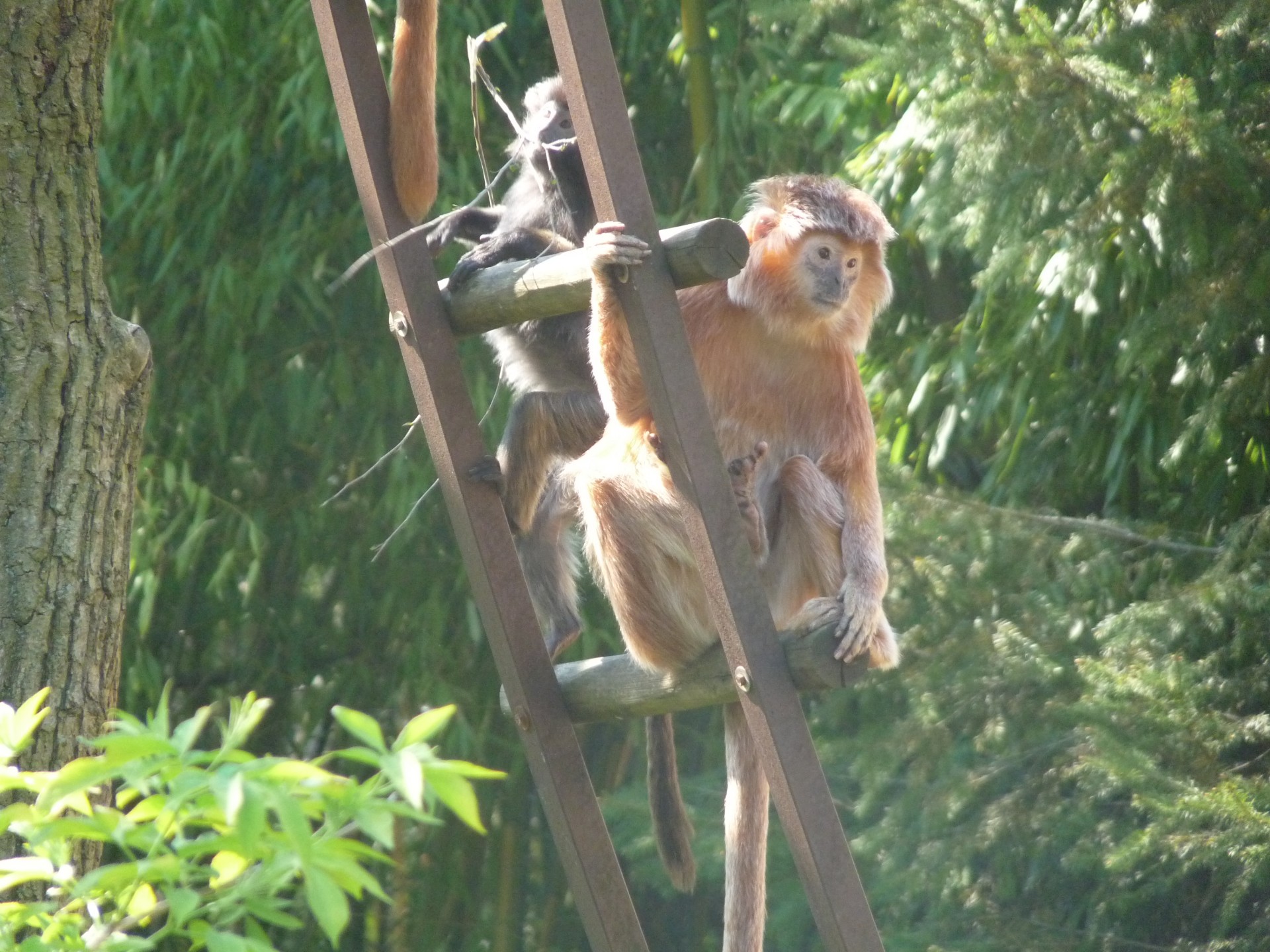 ape monkey primate free photo