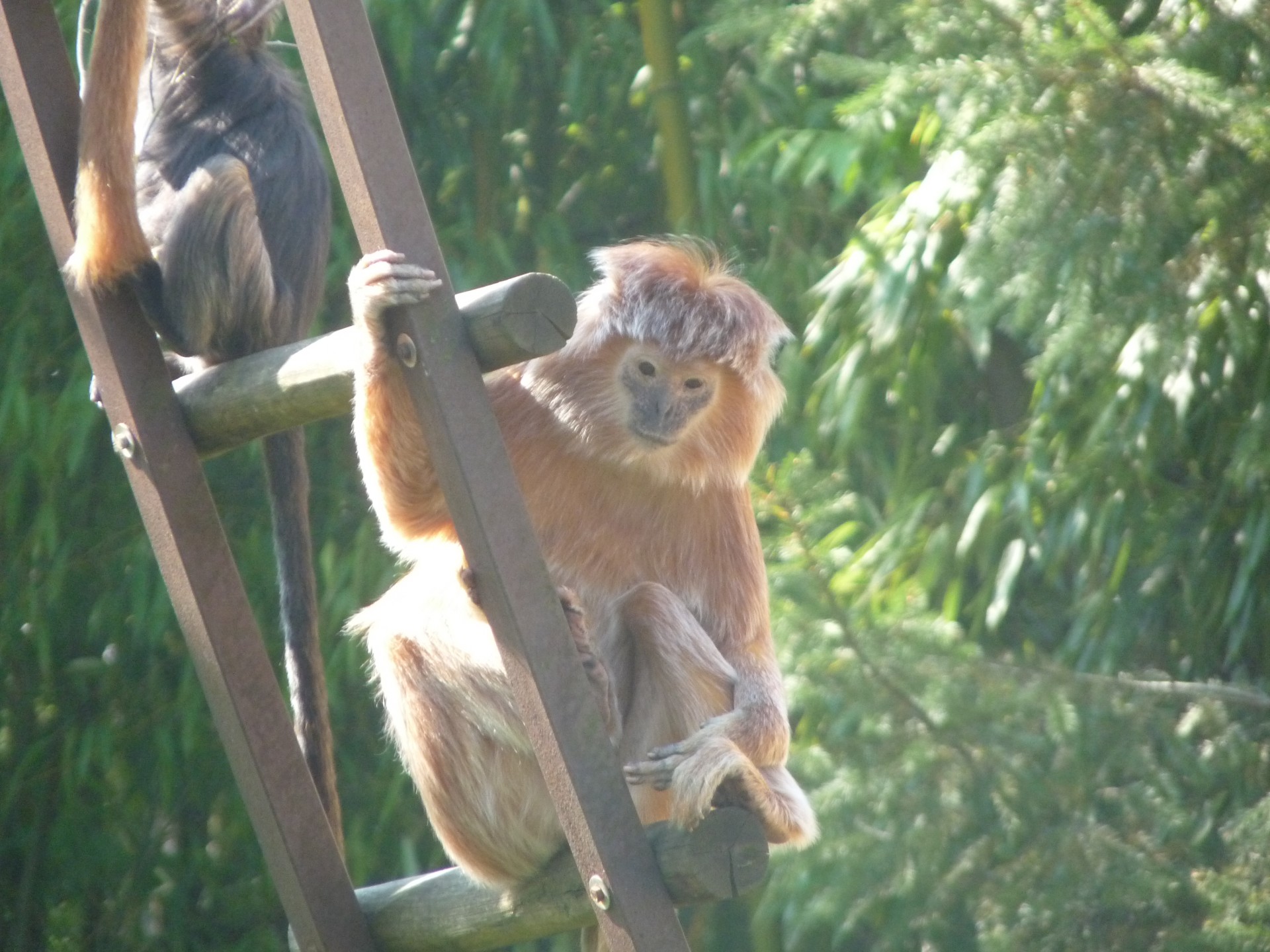 ape monkey primate free photo