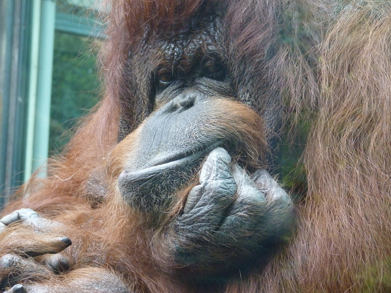 monkey orangutan zoo free photo