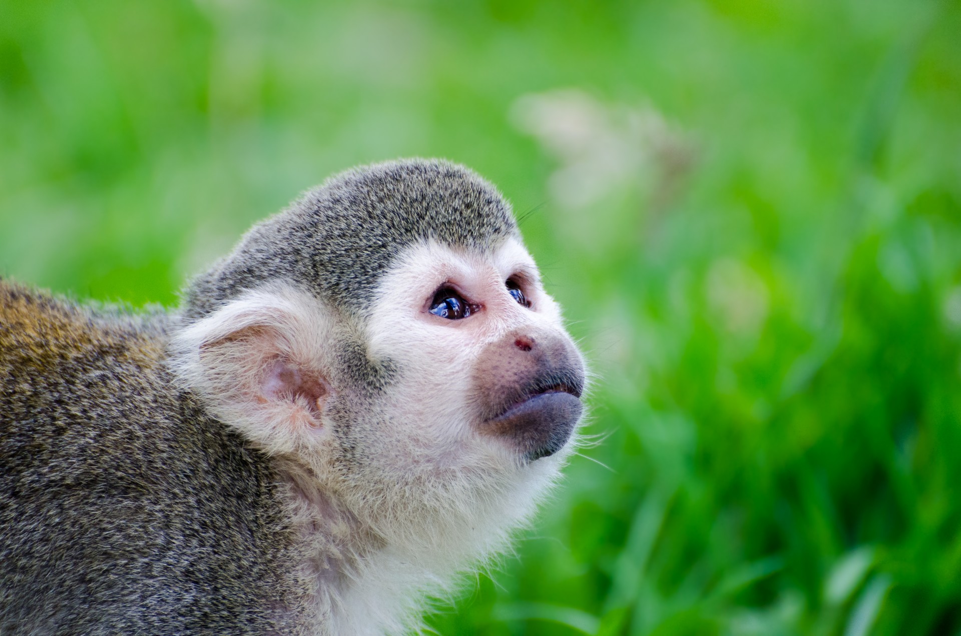 monkey amazon rainforest free photo