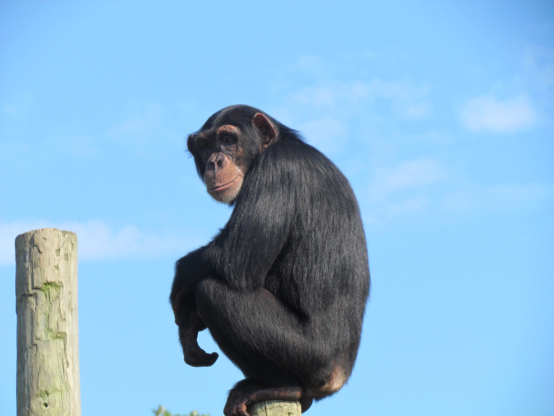 Забавный шимпанзе как правильно. Обезьяна. Обезьяна шимпанзе. Обезьяна сидит. Шимпанзе со спины.