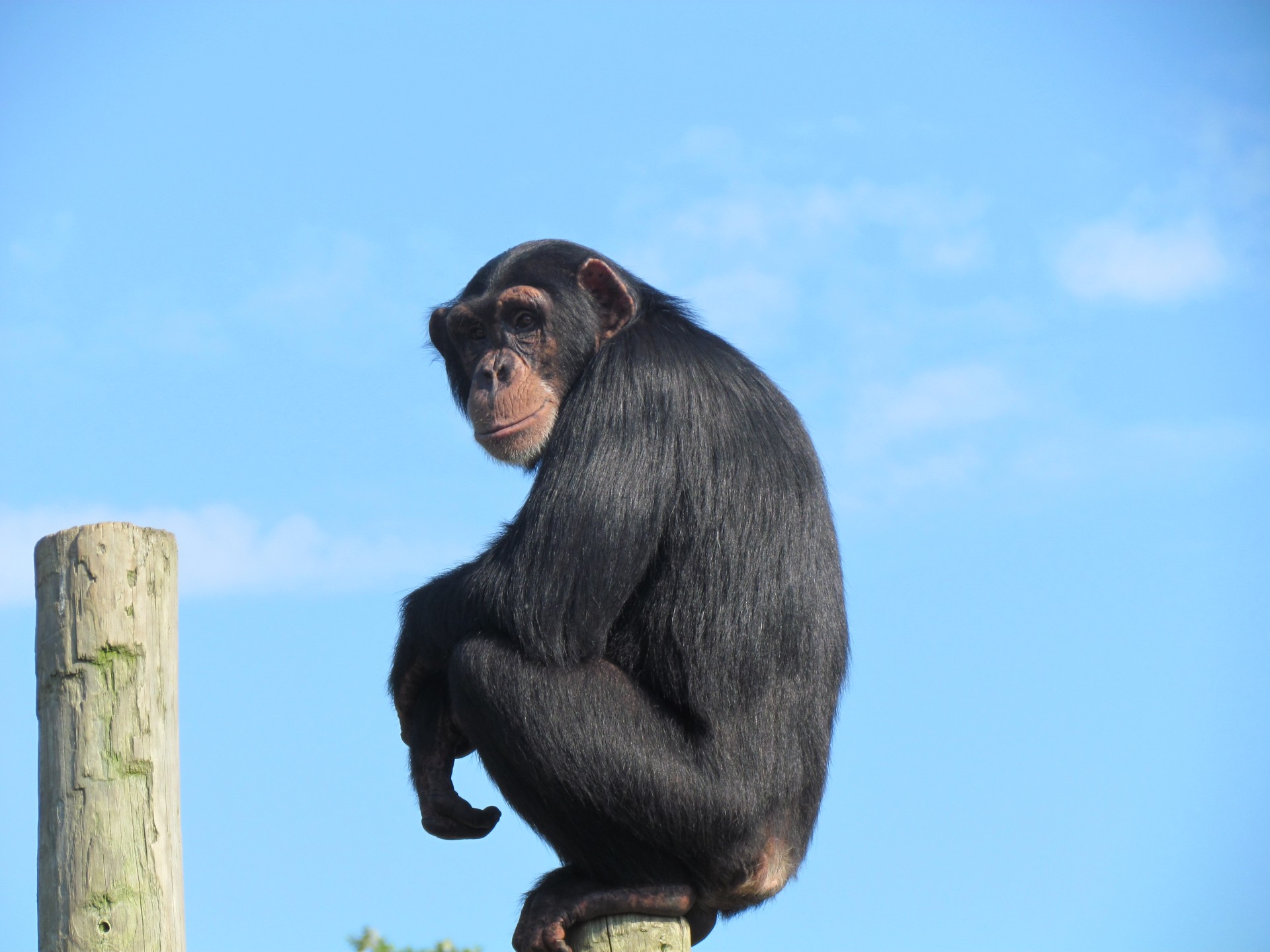 monkey pole animal free photo