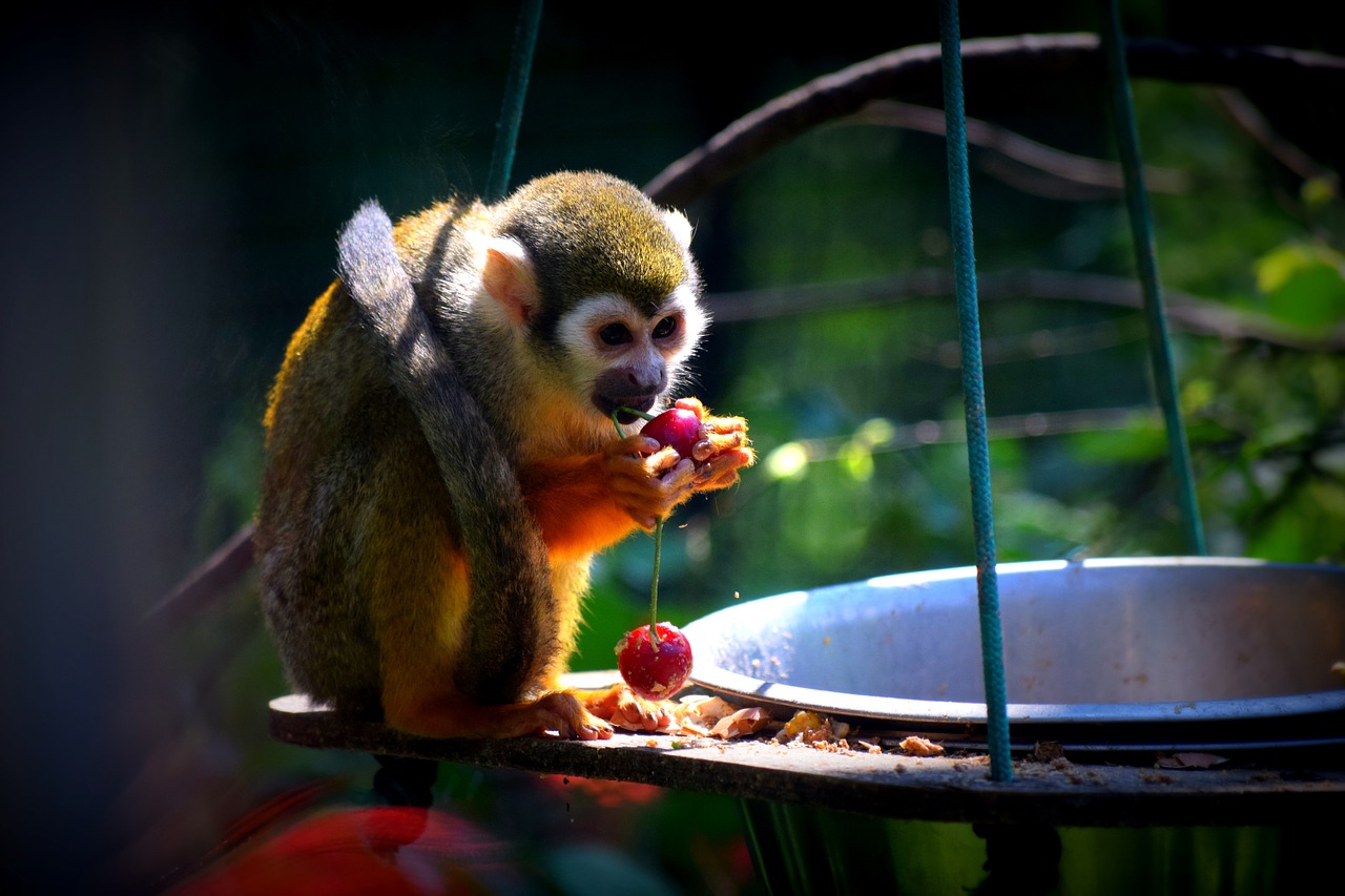 monkey zoo food free photo