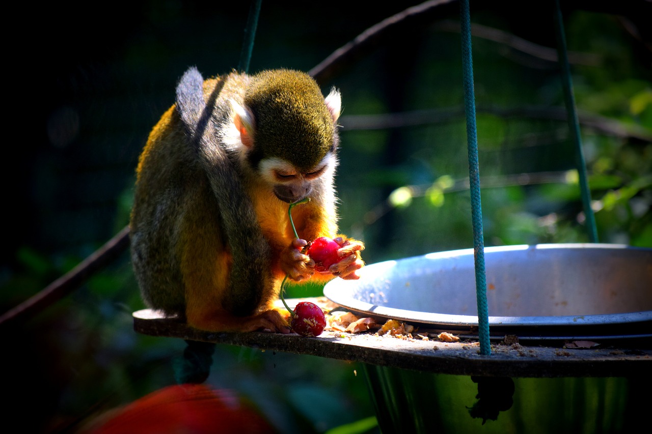 monkey zoo food free photo