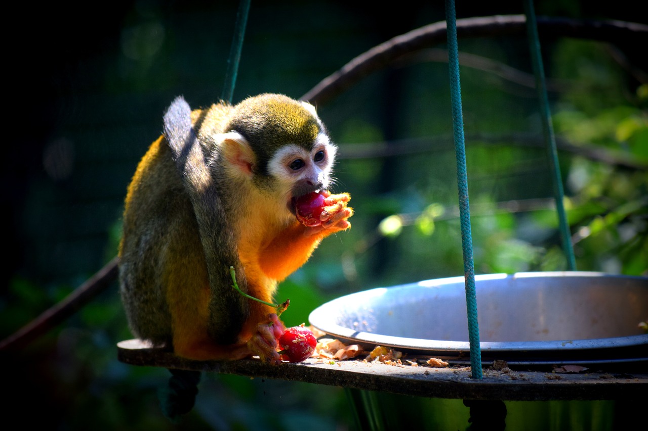 monkey zoo food free photo