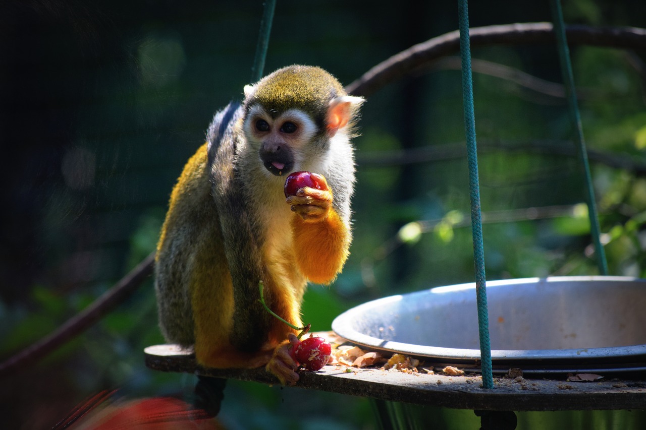 monkey zoo food free photo