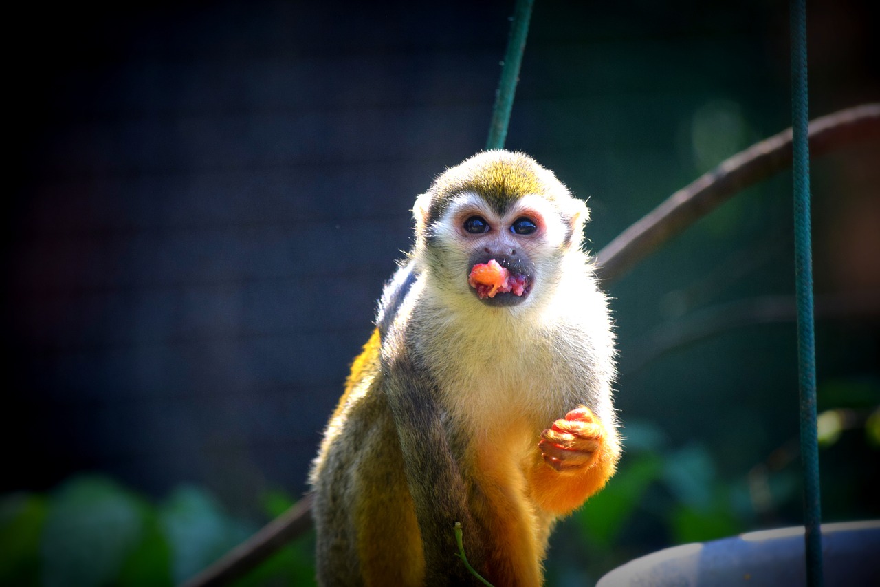 monkey food zoo free photo