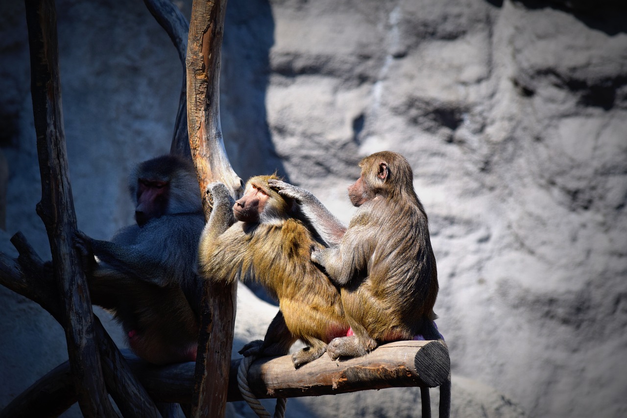 monkey apes zoo free photo