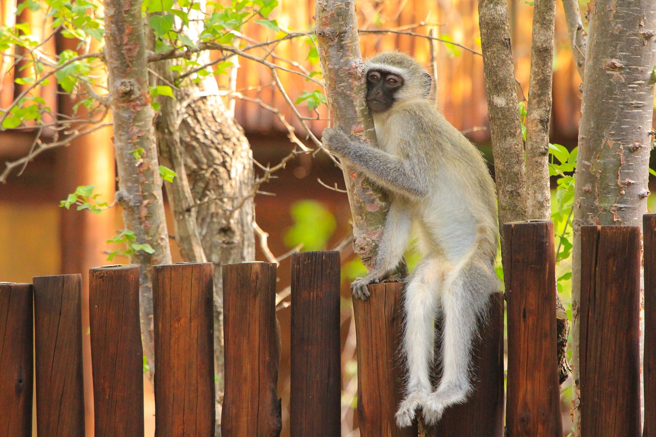 monkey south africa nature free photo