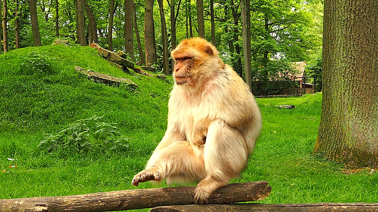 monkey zoo animal free photo